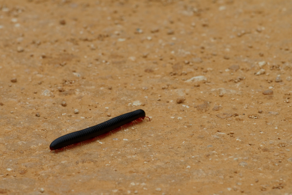 06 - Addo Elephant NP (24)-Iule.jpg